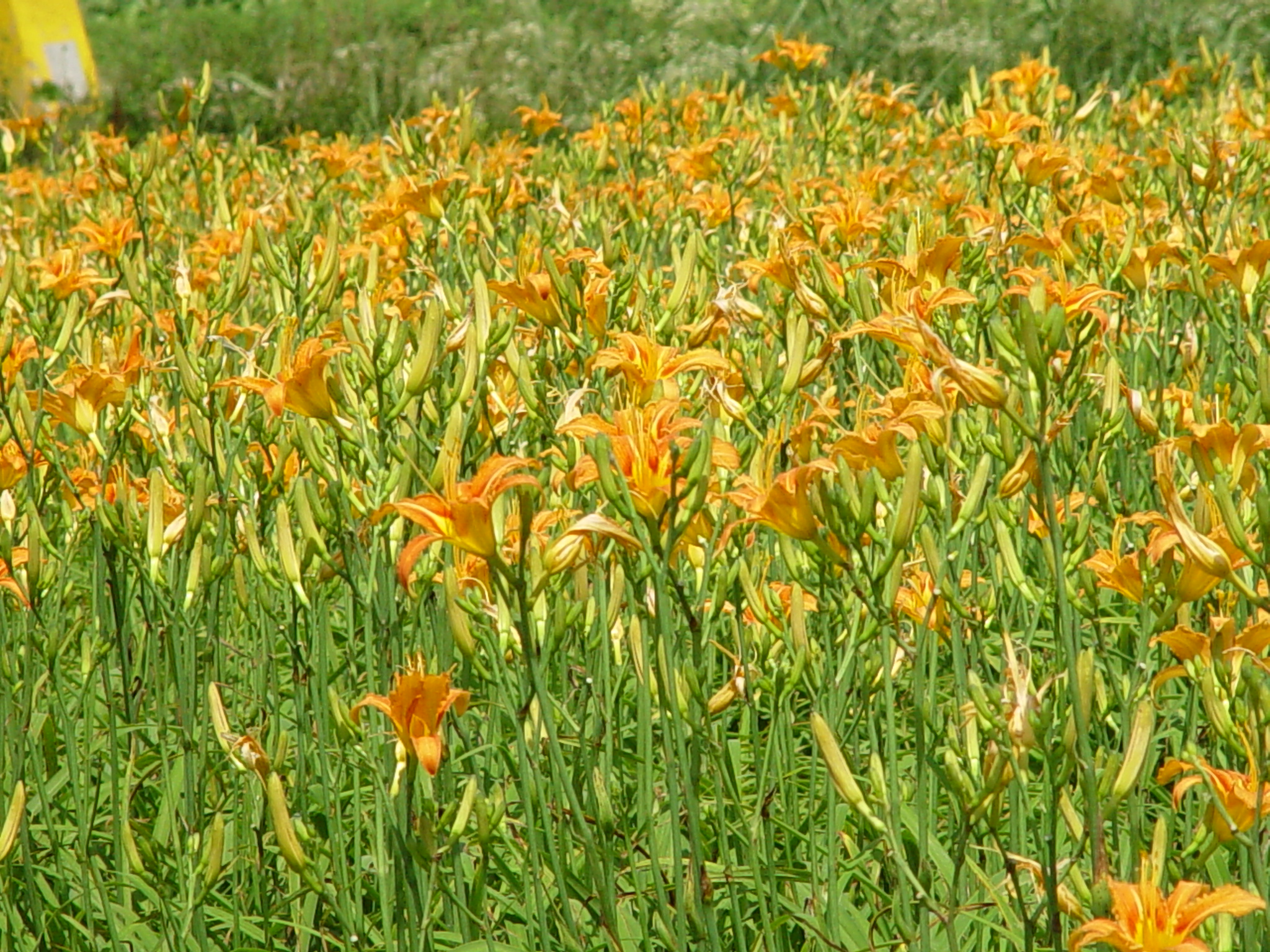 Hemerocallis fulva var. kwanso
